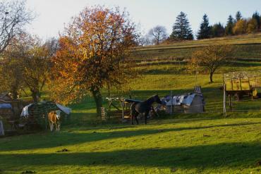 Cows and horses graze pastures around the farm. © Martina Slámová.