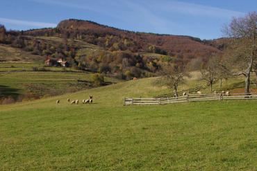 The cliff of Melichova skala and the traditional land use (sheep) attracts tourists. © Martina Slámová.