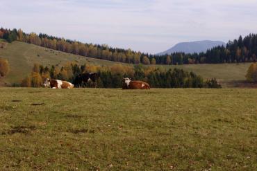 Farmers and their domestic animals are the “gardeners” of the countryside. © Martina Slámová.